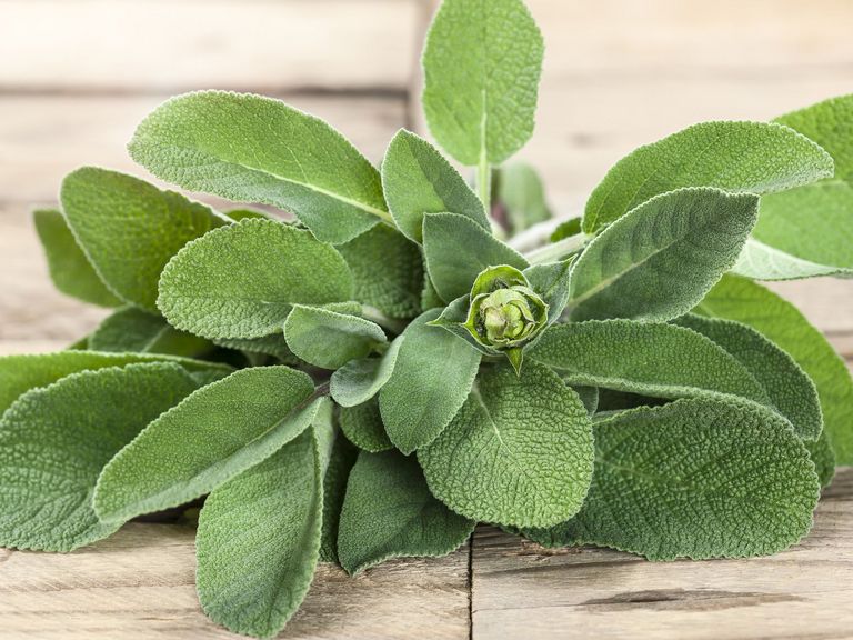 Salbeipflanze auf Holz