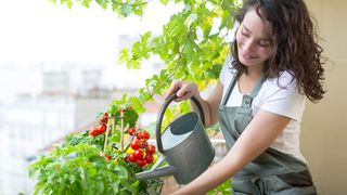 Frau gießt eine Tomatenpflanze auf dem Balkon