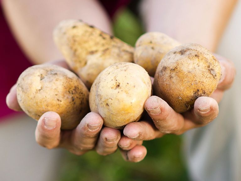 Hände halten frisch geerntete Kartoffeln