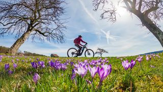 Sonniger Frühlingstag mit Frühblühern und einem Radfahrer