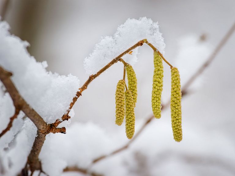 Haselnusspollen im Winterschnee