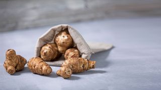 Einige Topinambur-Wurzeln auf einem grauen Tisch