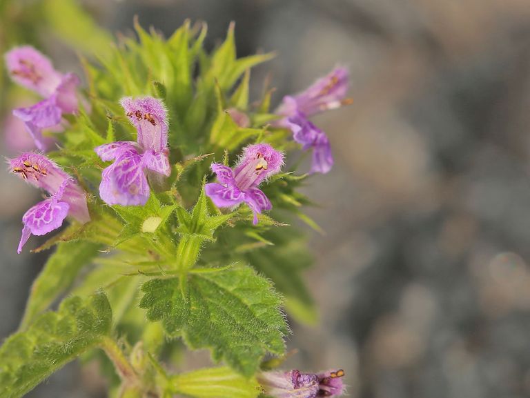 Arzneipflanze Andorn