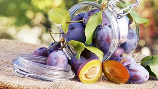 Umgekipptes Glas mit erntefrischen Pflaumen