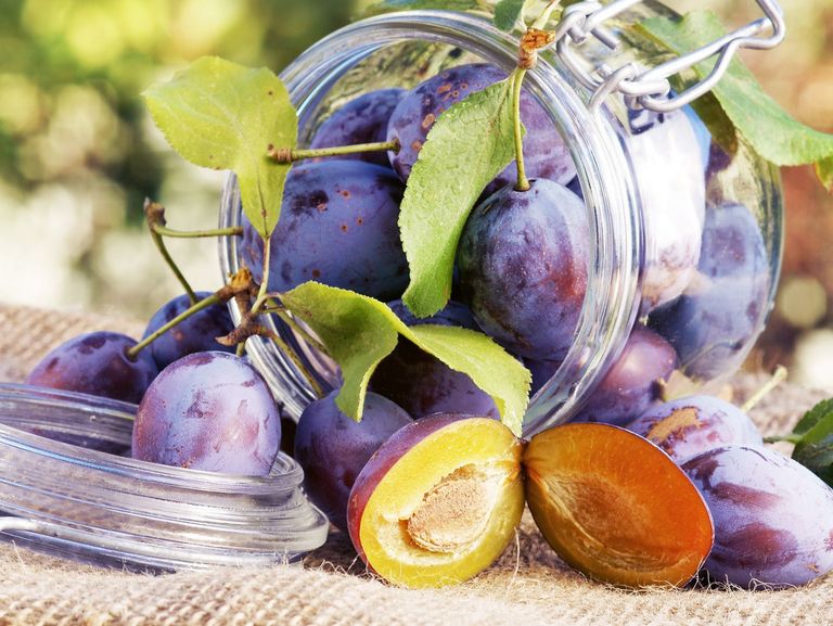 Umgekipptes Glas mit erntefrischen Pflaumen