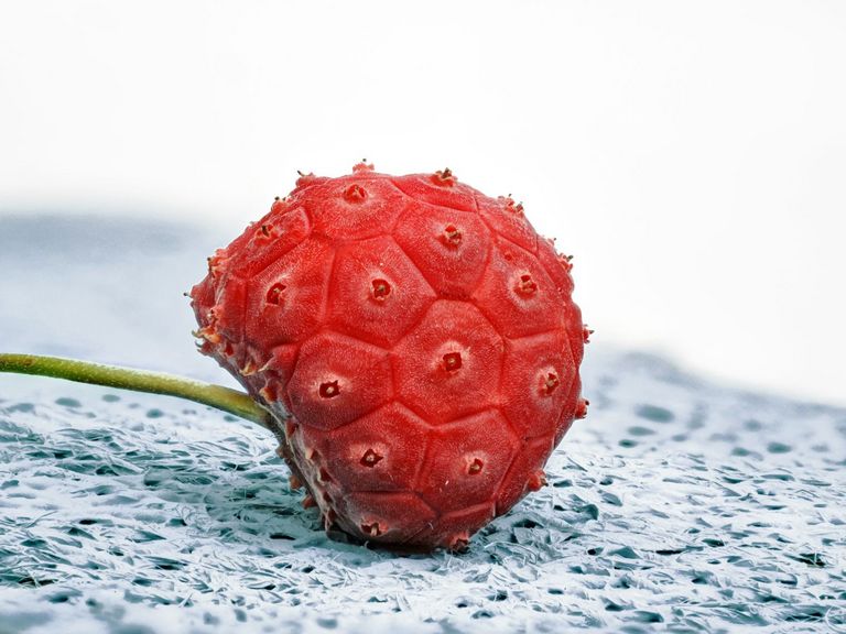 Frucht des Erdbeerbaums