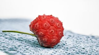 Unbekannte Obstsorten Frucht des Erdbeerbaums