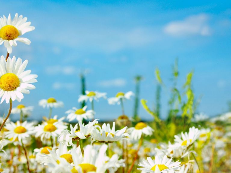 Kamillenblüten auf einer Wiese