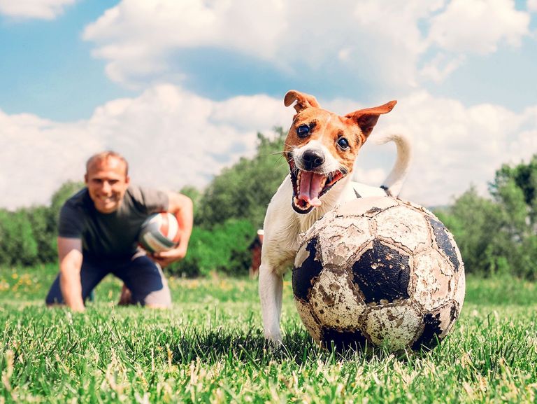 Hund und Herrchen spielen ball auf einer Wiese