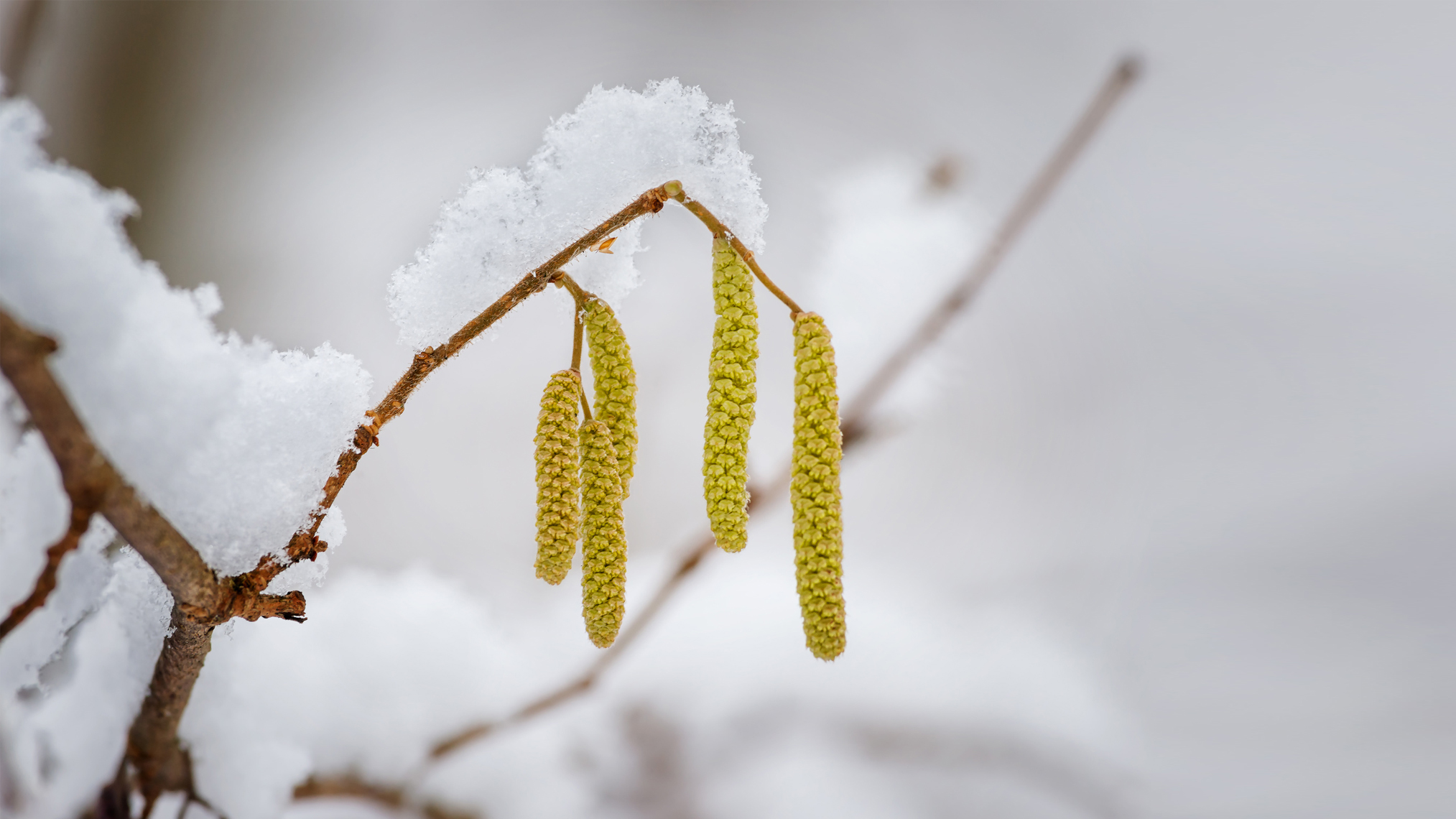 Haselnusspollen im Winterschnee