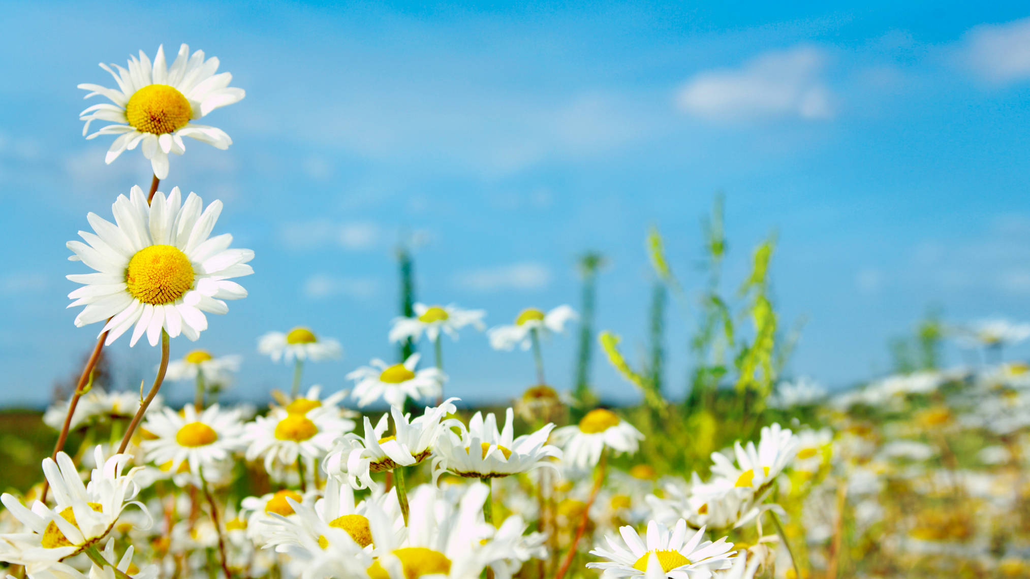 Kamillenblüten auf einer Wiese