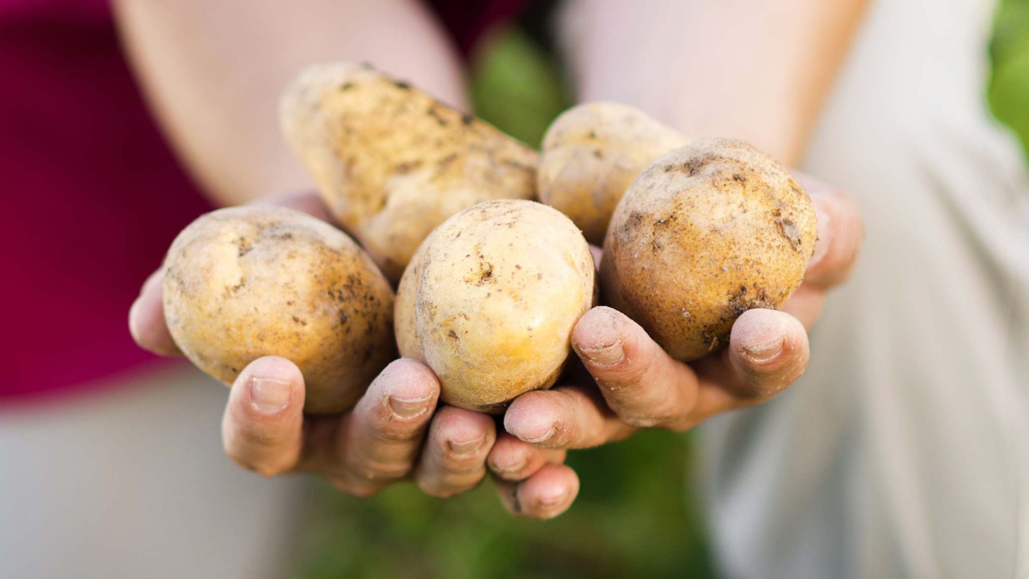 Hände halten frisch geerntete Kartoffeln