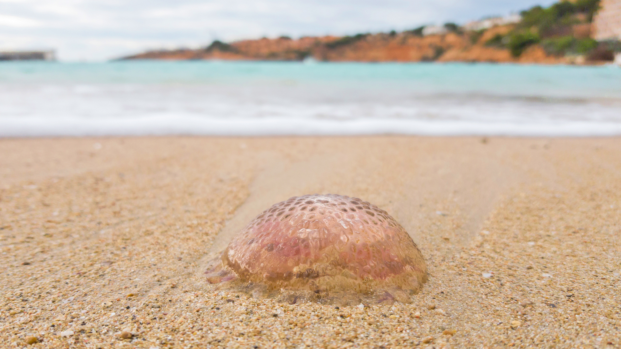 Qualle am Sandstrand